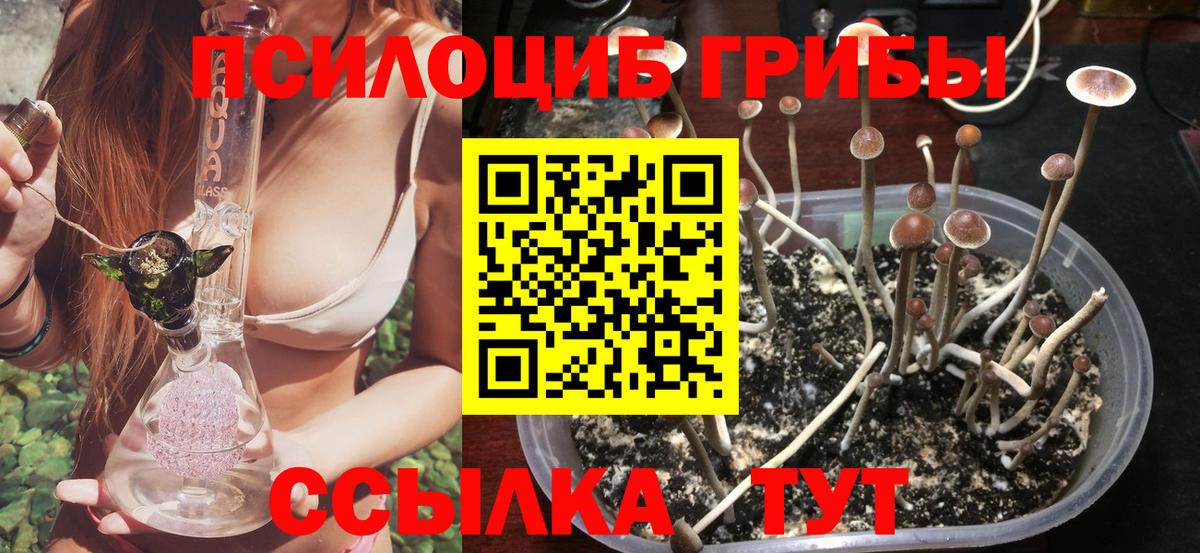 Галлюциногенные грибы Psilocybe Кострома