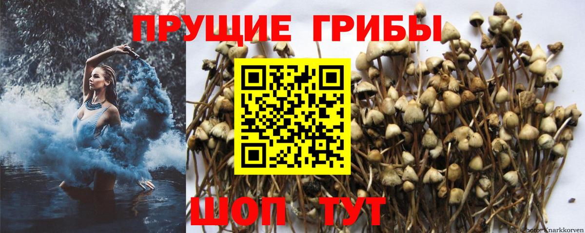 Кострома  Псилоцибиновые грибы Cubensis  Вход с VPN  Псилоцибиновые грибы MAGIC MUSHROOMS 